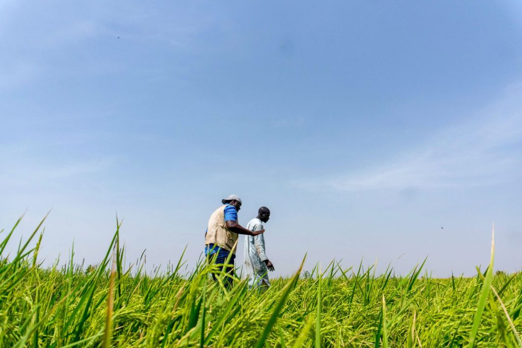 AFEX Launches $100 Million Food Security Fund for Africa